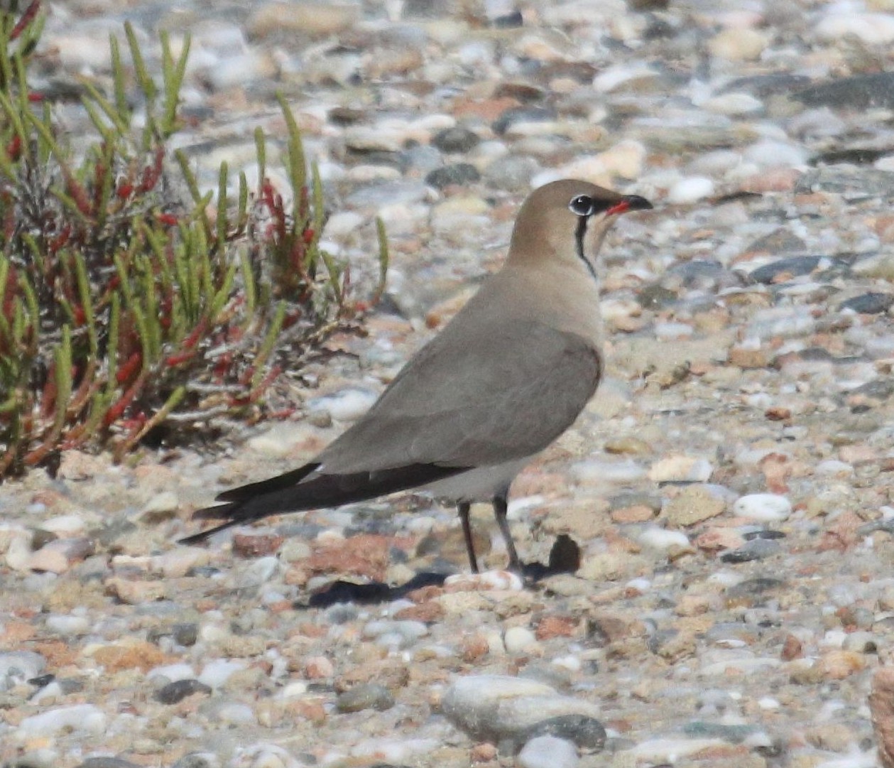 **Collared Pratincole (Glareola pratincola)**. A migratory species to southern Europe from Africa, which only rarely reaches the shores of the UK.  Unfortunately the species is declining due to habitat loss, human disturbance
 & cllimate change. Photographed in the Salinas Viejas nature reserve.